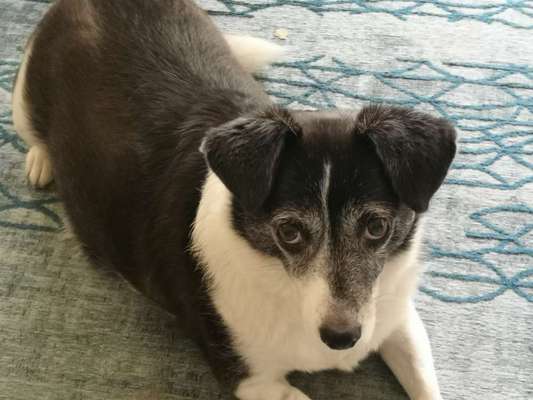 eure Spitznamen für die Vierbeiner-Beitrag-Bild