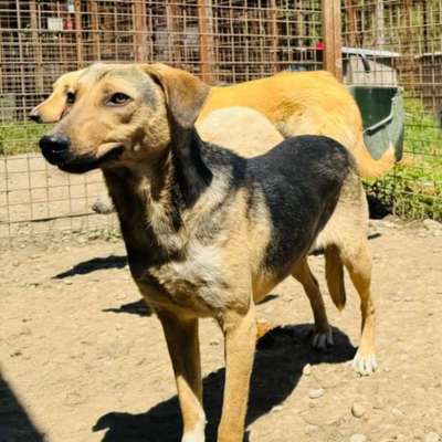Tierschutzhunde suchen ein Zuhause-Beitrag-Bild