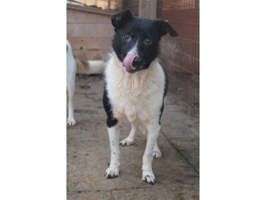 Tierschutzhunde suchen ein Zuhause-Beitrag-Bild
