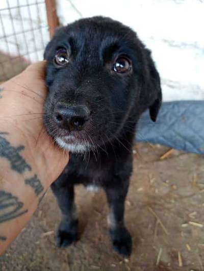 Tierschutzhunde suchen ein Zuhause-Beitrag-Bild