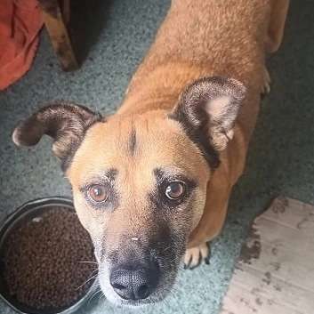 Tierschutzhunde suchen ein Zuhause-Beitrag-Bild