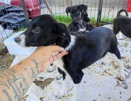 Tierschutzhunde suchen ein Zuhause-Beitrag-Bild