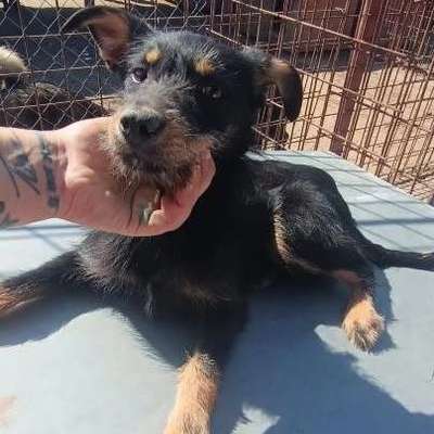 Tierschutzhunde suchen ein Zuhause-Beitrag-Bild