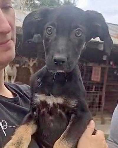 Tierschutzhunde suchen ein Zuhause-Beitrag-Bild