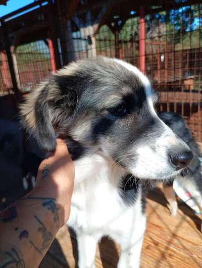 Tierschutzhunde suchen ein Zuhause-Beitrag-Bild