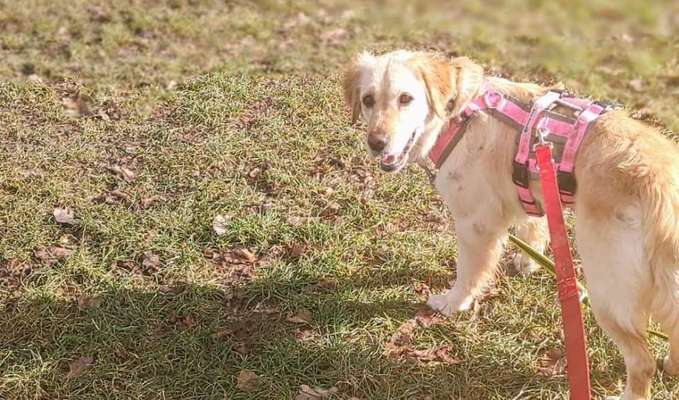Tierschutzhunde suchen ein Zuhause-Beitrag-Bild