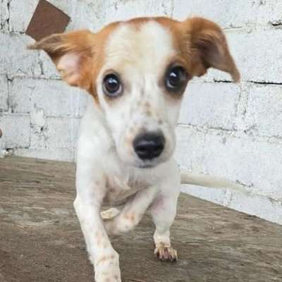 Tierschutzhunde suchen ein Zuhause-Beitrag-Bild