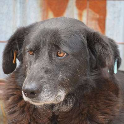 Tierschutzhunde suchen ein Zuhause-Beitrag-Bild