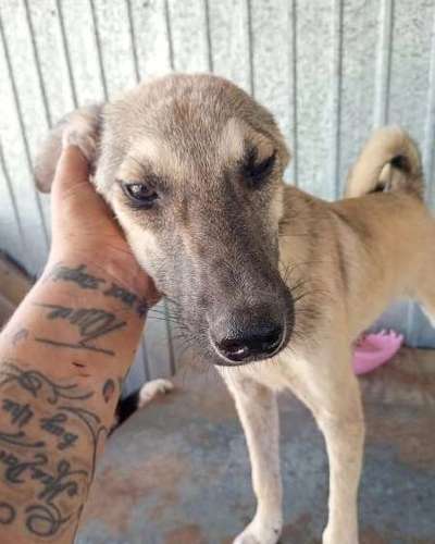 Tierschutzhunde suchen ein Zuhause-Beitrag-Bild