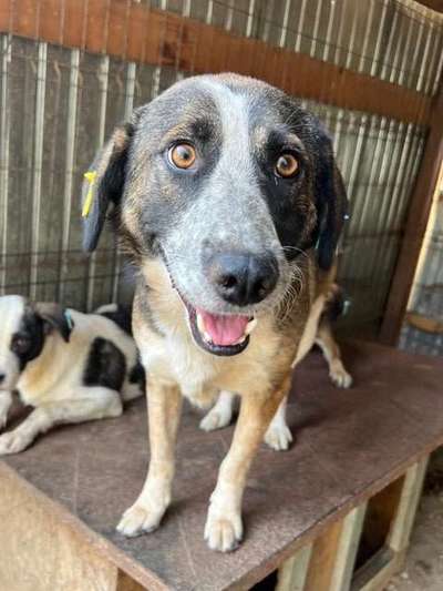 Tierschutzhunde suchen ein Zuhause-Beitrag-Bild