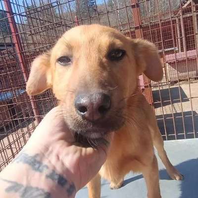 Tierschutzhunde suchen ein Zuhause-Beitrag-Bild