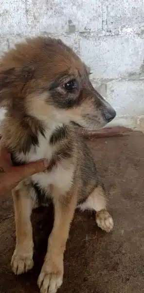 Tierschutzhunde suchen ein Zuhause-Beitrag-Bild