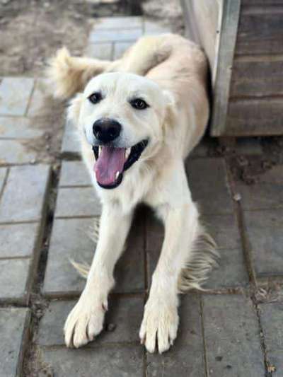 Tierschutzhunde suchen ein Zuhause-Beitrag-Bild