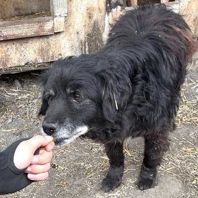 Tierschutzhunde suchen ein Zuhause-Beitrag-Bild