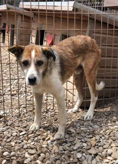 Tierschutzhunde suchen ein Zuhause-Beitrag-Bild