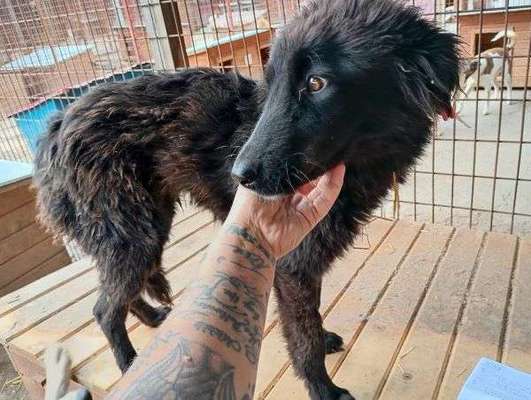 Tierschutzhunde suchen ein Zuhause-Beitrag-Bild