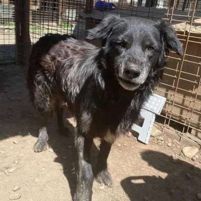 Tierschutzhunde suchen ein Zuhause-Beitrag-Bild