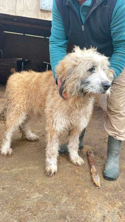 Tierschutzhunde suchen ein Zuhause-Beitrag-Bild