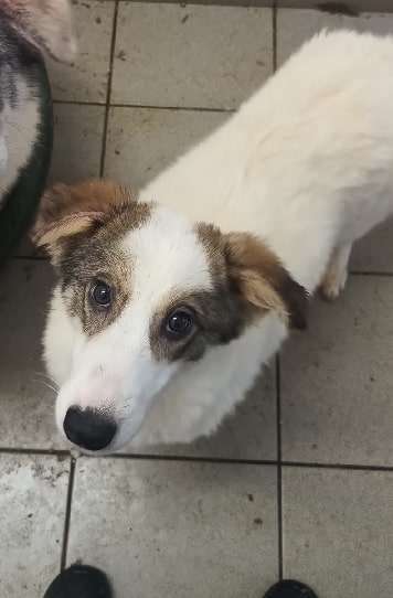 Tierschutzhunde suchen ein Zuhause-Beitrag-Bild