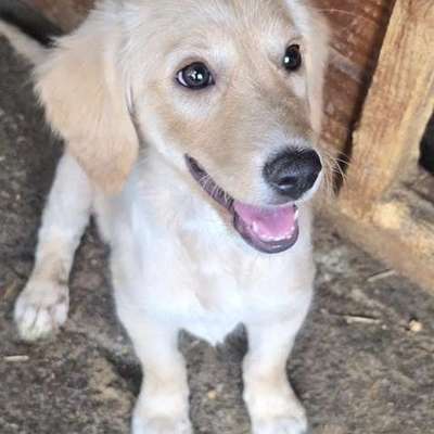 Tierschutzhunde suchen ein Zuhause-Beitrag-Bild