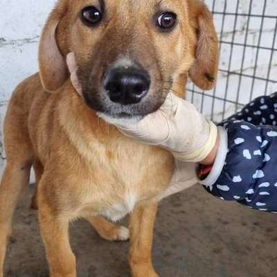 Tierschutzhunde suchen ein Zuhause-Beitrag-Bild