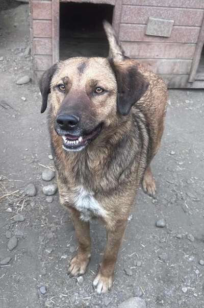Tierschutzhunde suchen ein Zuhause-Beitrag-Bild