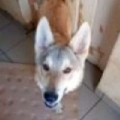 Tierschutzhunde suchen ein Zuhause-Beitrag-Bild