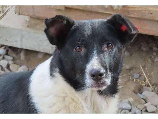 Tierschutzhunde suchen ein Zuhause-Beitrag-Bild
