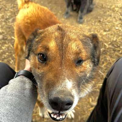 Tierschutzhunde suchen ein Zuhause-Beitrag-Bild