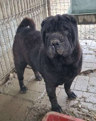 Tierschutzhunde suchen ein Zuhause-Beitrag-Bild