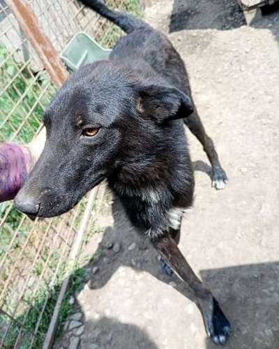 Tierschutzhunde suchen ein Zuhause-Beitrag-Bild