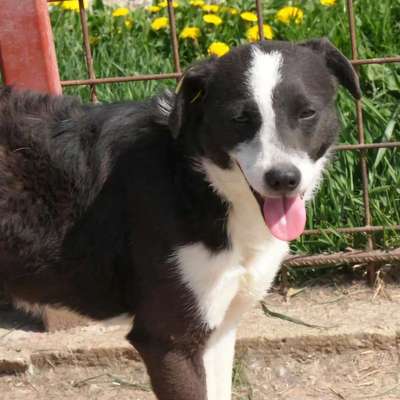 Tierschutzhunde suchen ein Zuhause-Beitrag-Bild