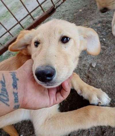 Tierschutzhunde suchen ein Zuhause-Beitrag-Bild