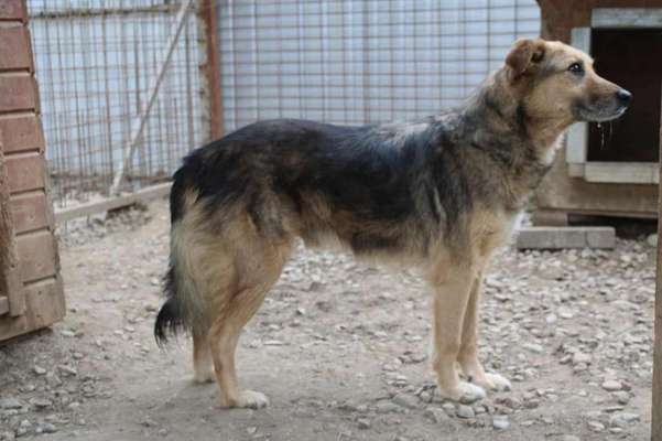 Tierschutzhunde suchen ein Zuhause-Beitrag-Bild