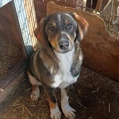 Tierschutzhunde suchen ein Zuhause-Beitrag-Bild