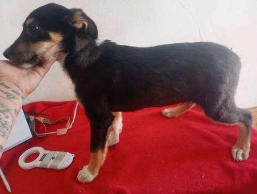 Tierschutzhunde suchen ein Zuhause-Beitrag-Bild