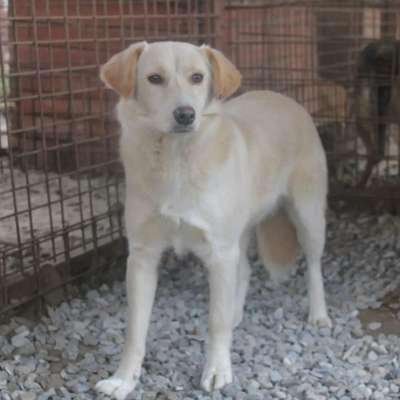 Tierschutzhunde suchen ein Zuhause-Beitrag-Bild