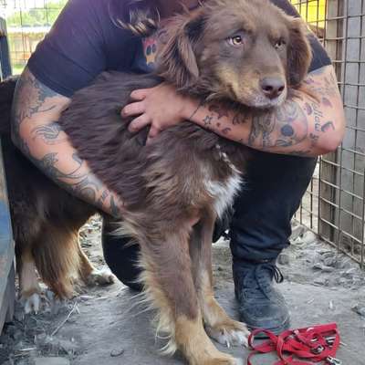 Tierschutzhunde suchen ein Zuhause-Beitrag-Bild