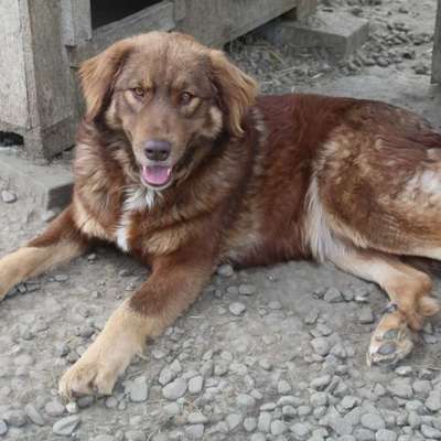 Tierschutzhunde suchen ein Zuhause-Beitrag-Bild