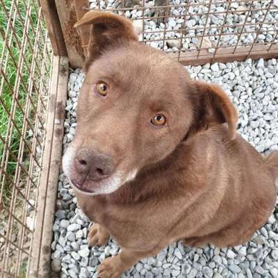 Tierschutzhunde suchen ein Zuhause-Beitrag-Bild