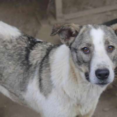 Tierschutzhunde suchen ein Zuhause-Beitrag-Bild