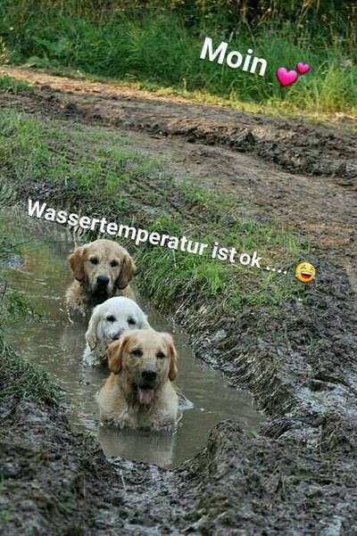 Hier ist der Spaßthread. Zum Schmunzeln und Kaputtlachen-Beitrag-Bild