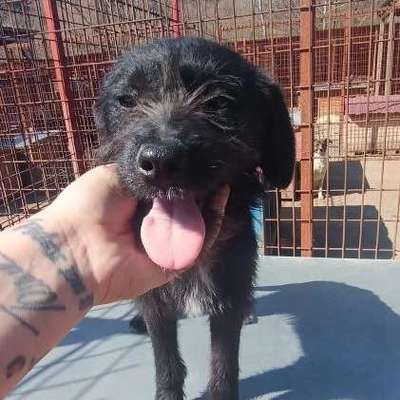 Tierschutzhunde suchen ein Zuhause-Beitrag-Bild