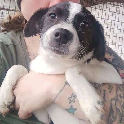 Tierschutzhunde suchen ein Zuhause-Beitrag-Bild