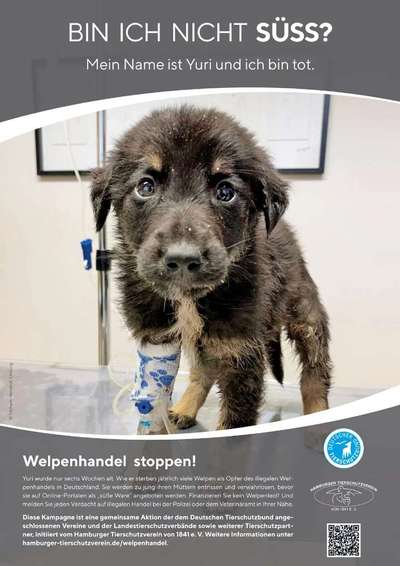 Die Masche der Hundemafia - deine Meinung!-Beitrag-Bild