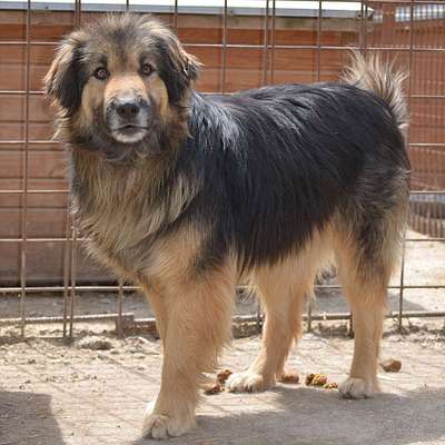 Tierschutzhunde suchen ein Zuhause-Beitrag-Bild