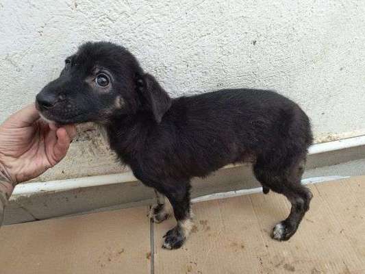 Tierschutzhunde suchen ein Zuhause-Beitrag-Bild