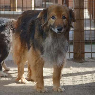Tierschutzhunde suchen ein Zuhause-Beitrag-Bild