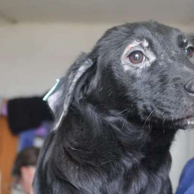 Tierschutzhunde suchen ein Zuhause-Beitrag-Bild