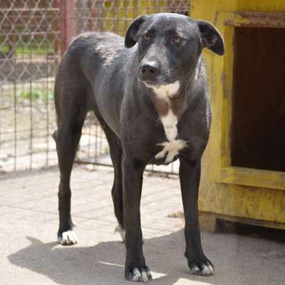 Tierschutzhunde suchen ein Zuhause-Beitrag-Bild